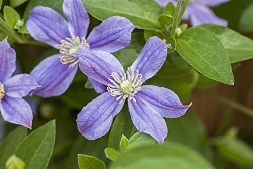 Clematis integrifolia 'Arabella' 2L Eck 40-60 Waldrebe 'Arabella',winterhart, deutsche Baumschulqualität, im Topf für optimales anwachsen von PlantaPro