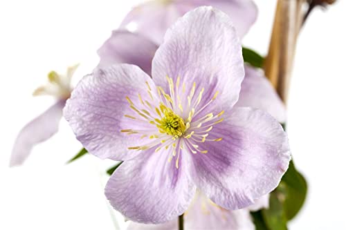 Clematis montana 'Rubens' 2L 60-100 Berg-Waldrebe 'Rubens',winterhart, deutsche Baumschulqualität, im Topf für optimales anwachsen von PlantaPro