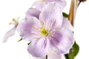 Clematis montana 'Rubens' Waldrebe Kletterpflanze im Topf gewachsen (60-100cm) von PlantaPro