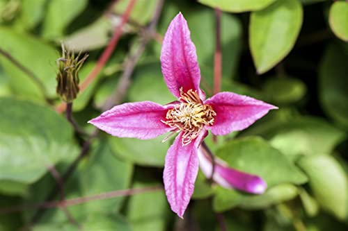 Clematis texensis 'Duchess of Albany' 2L 60-100 Texas-Waldrebe 'Duchess of Albany',winterhart, deutsche Baumschulqualität, im Topf für optimales anwachsen von PlantaPro