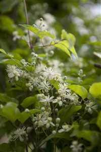 Clematis vitalba Waldrebe Kletterpflanze im Topf gewachsen (40-60cm) von PlantaPro