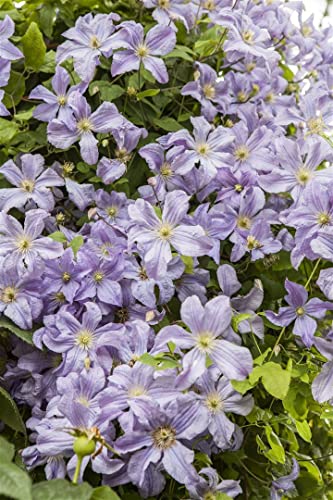 Clematis viticella 2L 40-60 Italienische Waldrebe,winterhart, deutsche Baumschulqualität, im Topf für optimales anwachsen von PlantaPro