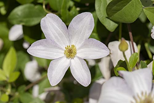 Clematis viticella 'Huldine' 2L 60-100 Italienische Waldrebe 'Huldine',winterhart, deutsche Baumschulqualität, im Topf für optimales anwachsen von PlantaPro