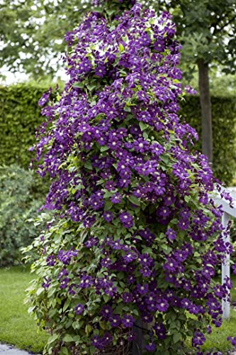 Clematis viticella 'Polish Spirit' 3L 80-100 Italienische Waldrebe 'Polish Spirit',winterhart, deutsche Baumschulqualität, im Topf für optimales anwachsen von PlantaPro