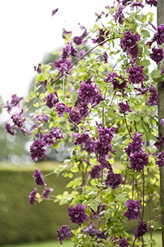 Clematis viticella 'Purpurea Plena Elegans' 2L 60-100 Italienische Waldrebe 'Purpurea Plena Elegans',winterhart, deutsche Baumschulqualität, im Topf für optimales anwachsen von PlantaPro