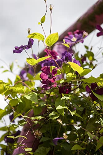 Clematis viticella 'Rubra' 2L 60-100 Italienische Waldrebe 'Rubra',winterhart, deutsche Baumschulqualität, im Topf für optimales anwachsen von PlantaPro