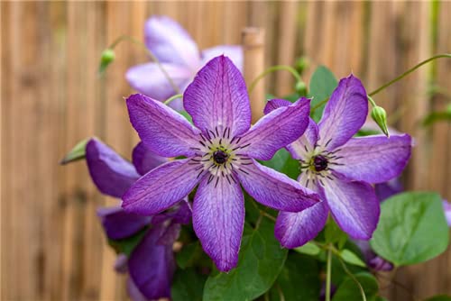 Clematis viticella 'Viola' Waldrebe Kletterpflanze im Topf gewachsen (60-100cm) von PlantaPro