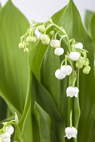 Convallaria majalis, weiß P 0,5 Gewöhnliches Maiglöckchen,winterhart, deutsche Baumschulqualität, im Topf für optimales anwachsen von PlantaPro