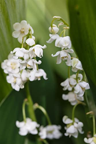 Convallaria majalis 'Pleniflora' P 0,5 Gefülltblühendes Garten-Maiglöckchen,winterhart, deutsche Baumschulqualität, im Topf für optimales anwachsen von PlantaPro