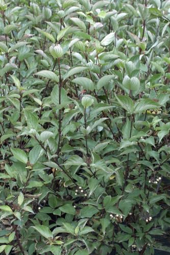 Cornus alba 'Kesselringii' Hartriegel, Winterhart, Zierstrauch, 100-150cm, C7,5 Topf, Dunkelrote Rinde von PlantaPro