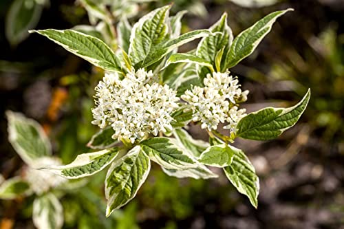 Cornus alba 'Sibirica Variegata' C 5 60-100 Hartriegel 'Sibirica Variegata',winterhart, deutsche Baumschulqualität, im Topf für optimales anwachsen von PlantaPro