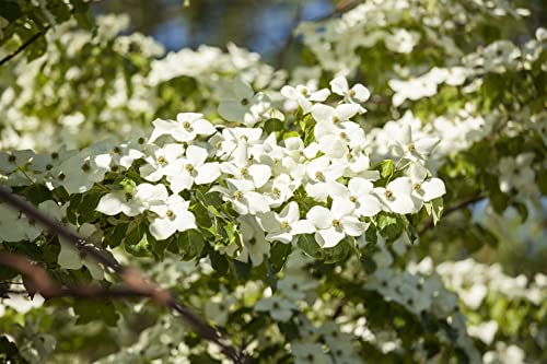 Cornus florida 5 L 60-80 Amerikanischer Blumen-Hartriegel,winterhart, deutsche Baumschulqualität, im Topf für optimales anwachsen von PlantaPro