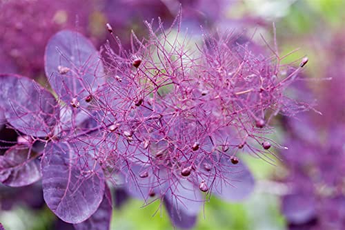 Cotinus coggygria 'Royal Purple' C 5 60-80 Roter Perückenstrauch 'Royal Purple',winterhart, deutsche Baumschulqualität, im Topf für optimales anwachsen von PlantaPro