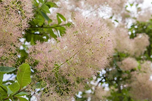 Cotinus coggygria 'Young Lady' -S- 5 L 40-60 Perückenstrauch 'Young Lady'(s),winterhart, deutsche Baumschulqualität, im Topf für optimales anwachsen von PlantaPro