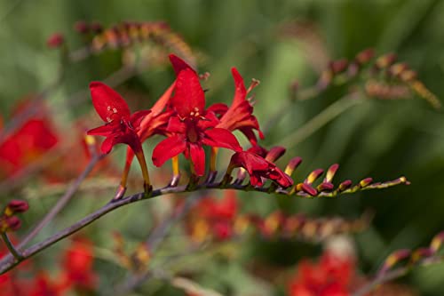 Crocosmia masoniorum P 1 Montbretie,winterhart, deutsche Baumschulqualität, im Topf für optimales anwachsen von PlantaPro