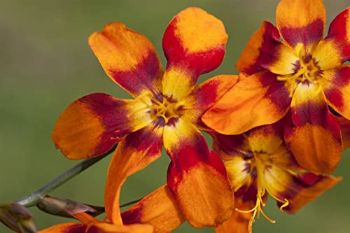 Crocosmia x crocosmiifl.'Emily McKenzie' P 1 Großblumige Montbretie 'Emily McKenzie',winterhart, deutsche Baumschulqualität, im Topf für optimales anwachsen von PlantaPro