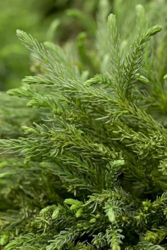 Cryptomeria japonica 'Dinger' 15-20 cm - Japanische Sicheltanne, kompakt, immergrün, ideal für Kübel und Steingärten, pflegeleicht und winterhart Cryptomeria japonica 'Dinger' 15-20 cm - Japanische Sicheltanne, kompakt, immergrün, ideal für Kübel und Steingärten, pflegeleicht und winterhart von PlantaPro