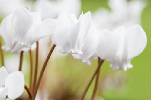 Cyclamen hederifolium 'Album' P 0,5 - Winterhartes Alpenveilchen, Weißblühend, Schattenliebend, Ideal für Garten & Topf von PlantaPro