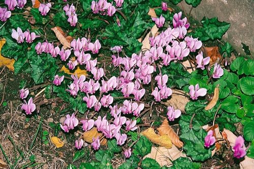 Cyclamen hederifolium 'Rosenteppich' - Alpenveilchen, Winterhart, Blühende Bodendecker Pflanze, P 0,5 Topf, Rosa Blüten von PlantaPro