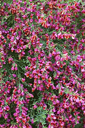 Cytisus scoparius 'Roter Favorit' C 2 40-60 Edelginster 'Roter Favorit',winterhart, deutsche Baumschulqualität, im Topf für optimales anwachsen von PlantaPro