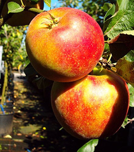 Delgrina Zwergapfel, Apfelbaum für den Balkon, Malus domestica, Zwergobst winterhart, Apfel gelb rot, im Kübel, 40 - 60 cm von PlantaPro