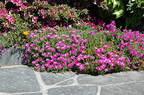 Delosperma cooperi, rosa P 0,5 Mittagsblume,winterhart, deutsche Baumschulqualität, im Topf für optimales anwachsen von PlantaPro