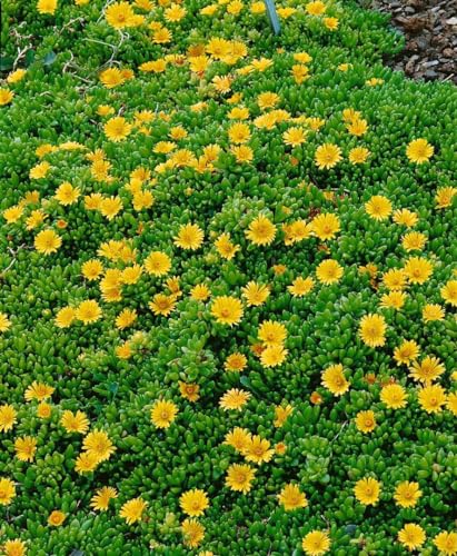 Delosperma nubigenum P 0,5 - Winterharte Mittagsblume, Sukkulente Bodendecker, Gelbe Blüten, Trockenresistent von PlantaPro