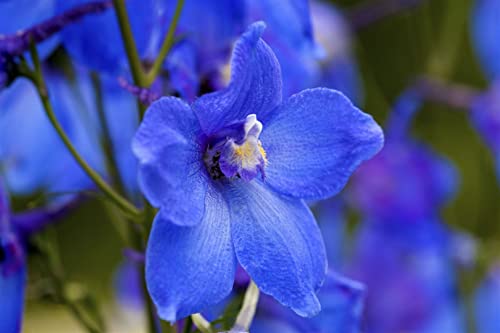 Delphinium x bellad.'Piccolo' P 1 Verzweigter Garten-Rittersporn 'Piccolo',winterhart, deutsche Baumschulqualität, im Topf für optimales anwachsen von PlantaPro