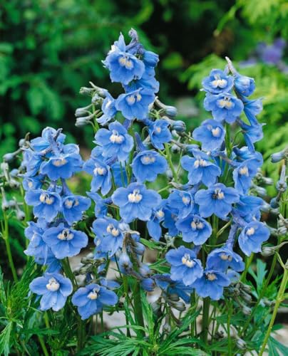 Delphinium x belladonna 'Cliveden Beauty' ca. 11x11 cm Topf - Rittersporn, himmelblaue Blüten, Blütezeit Juni-August, ideal für Rabatten, bienenfreundlich, pflegeleicht Delphinium x belladonna 'Cliveden Beauty' ca. 11x11 cm Topf - Rittersporn, himmelblaue Blüten, Blütezeit Juni-August, ideal für Rabatten, bienenfreundlich, pflegeleicht von PlantaPro