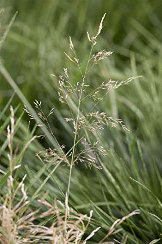Deschampsia cespitosa 'Goldtau' ca. 9x9 cm Topf - Rasen-Schmiele, goldene Blütenrispen, Blütezeit Juni-August, ideal für Rabatten, winterhart, pflegeleicht von PlantaPro
