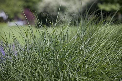 Deschampsia cespitosa P 0,5 Rasen-Schmiele,winterhart, deutsche Baumschulqualität, im Topf für optimales anwachsen von PlantaPro