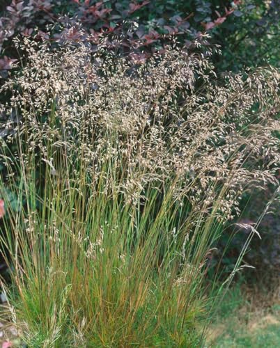 Deschampsia flexuosa ca. 9x9 cm Topf - Draht-Schmiele, zarte grüne Halme, ideal für schattige Beete, pflegeleicht, winterhart Deschampsia flexuosa ca. 9x9 cm Topf - Draht-Schmiele, zarte grüne Halme, ideal für schattige Beete, pflegeleicht, winterhart von PlantaPro