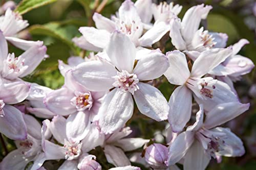 Deutzia 'Mont Rose' C 5 60-100 Rosendeutzie 'Mont Rose',winterhart, deutsche Baumschulqualität, im Topf für optimales anwachsen von PlantaPro