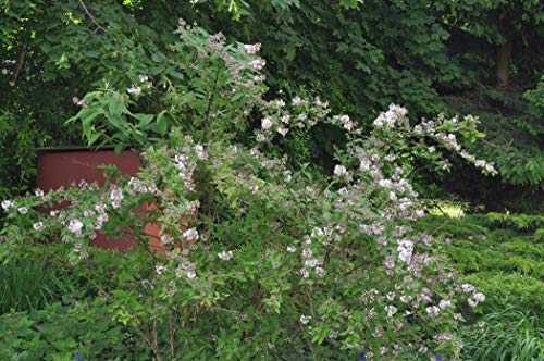 Deutzia hybrida 'Pink Pom-Pom' 40–60 cm – Winterhart, Mehrjährig, Pflegeleicht – Sternchenstrauch – Zierstrauch für Garten & Beet Deutzia hybrida 'Pink Pom-Pom' 40–60 cm – Winterhart, Mehrjährig, Pflegeleicht – Sternchenstrauch – Zierstrauch für Garten & Beet von PlantaPro