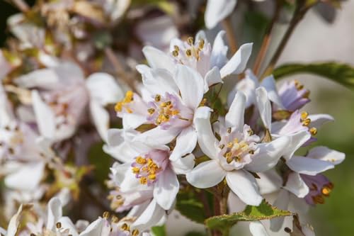 Deutzia kalmiiflora - Maiblumenstrauch, 3L Topf, 40-60cm, Winterhart & Pflegeleicht, Blütenhecke von PlantaPro