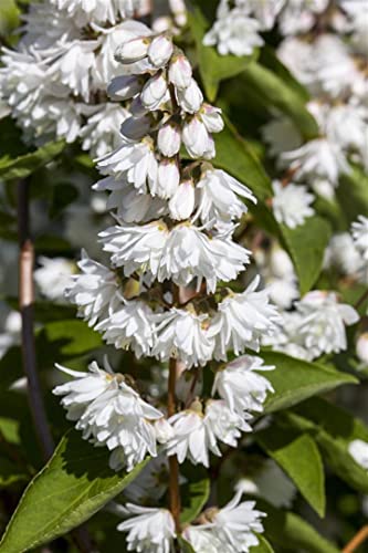 Deutzia magnifica 3 L 40-60 Hoher Sternchenstrauch,winterhart, deutsche Baumschulqualität, im Topf für optimales anwachsen von PlantaPro