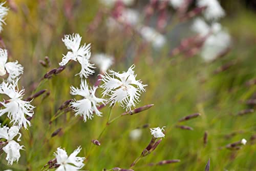 Dianthus arenarius P 0,5 Sand-Nelke,winterhart, deutsche Baumschulqualität, im Topf für optimales anwachsen von PlantaPro