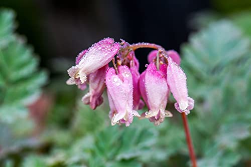 Dicentra formosa 'Luxuriant' P 0,5 Zwergige Garten-Herzblume 'Luxuriant',winterhart, deutsche Baumschulqualität, im Topf für optimales anwachsen von PlantaPro