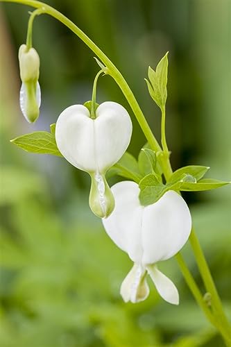 Dicentra spectabilis 'Alba' ca. 9x9 cm Topf - Weißes Tränendes Herz, weiße Blüten, Blütezeit Mai-Juni, ideal für schattige Beete, pflegeleicht und winterhart von PlantaPro