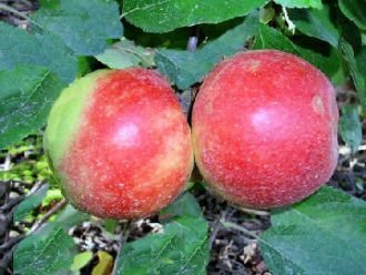 Drei Apfelbäum Elstar Apfel Elstar - Malus Elstar Containerware 120-160 cm hoch Gartenbaum - 3 Stück von PlantaPro