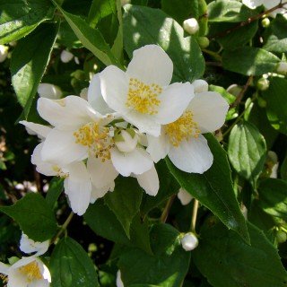 Duftjasmin - Philadelphus Eretus - Jasmin Gartenjasmin von PlantaPro