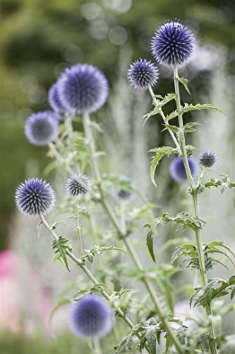Echinops ritro ca. 9x9 cm Topf - Kugeldistel, stahlblaue Blüten, Blütezeit Juli-September, ideal für Rabatten, trockenheitsresistent, bienenfreundlich Echinops ritro ca. 9x9 cm Topf - Kugeldistel, stahlblaue Blüten, Blütezeit Juli-September, ideal für Rabatten, trockenheitsresistent, bienenfreundlich von PlantaPro