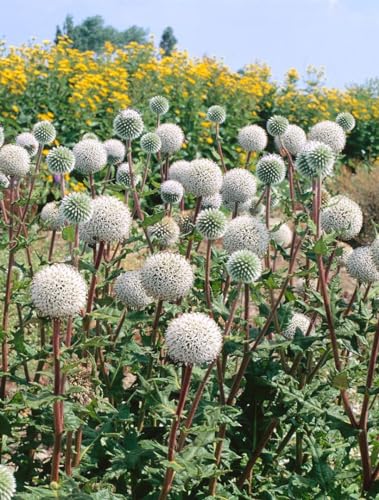 Echinops sphaerocephalus 'Arctic Glow' ca. 9x9 cm Topf - Kugeldistel, weiße Blüten, Blütezeit Juli-September, ideal für Rabatten, bienenfreundlich, pflegeleicht von PlantaPro