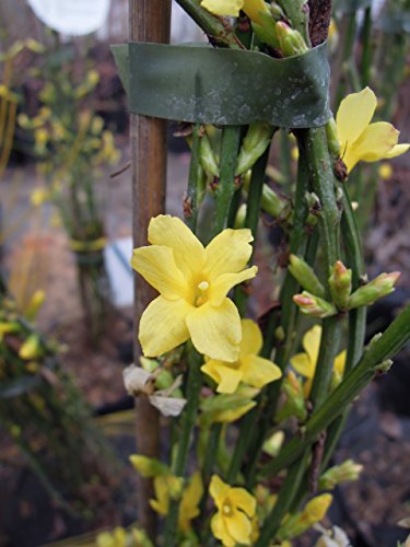 Echter Winter-Jasmin 60-80 cm Busch für Sonne-Halbschatten Heckenpflanze gelb blühend Gartenpflanze winterhart 1 Pflanze im Topf von PlantaPro