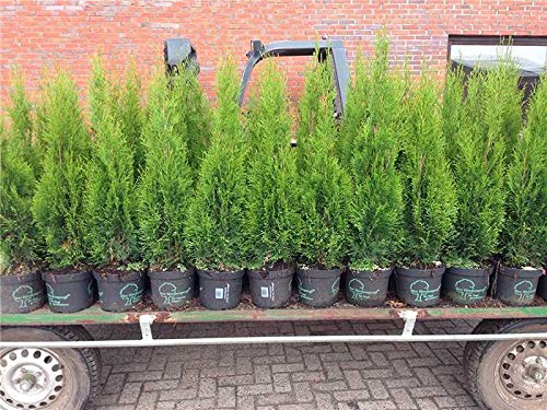 Edel Thuja Smaragd immergrüner Lebensbaum Heckenpflanze Zypresse im Topf gewachsen 100-120cm (100 Stück) von PlantaPro