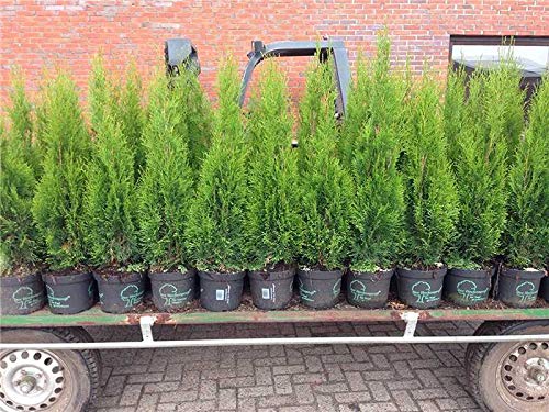 Edel Thuja Smaragd immergrüner Lebensbaum Heckenpflanze Zypresse im Topf gewachsen 100-120cm (15 Stück) von PlantaPro