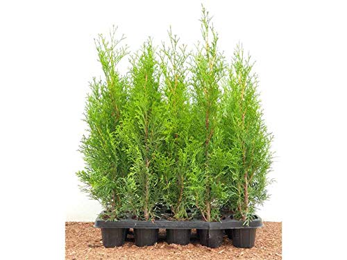 Edel Thuja Smaragd immergrüner Lebensbaum Heckenpflanze Zypresse im Topf gewachsen 40 cm (10 Stück) von PlantaPro