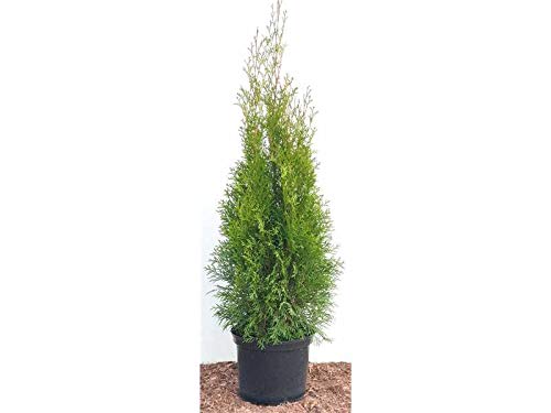 Edel Thuja Smaragd immergrüner Lebensbaum Heckenpflanze Zypresse im Topf gewachsen 80-100cm (100 Stück) von PlantaPro
