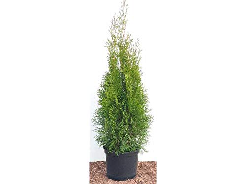 Edel Thuja Smaragd immergrüner Lebensbaum Heckenpflanze Zypresse im Topf gewachsen 80-100cm (30 Stück) von PlantaPro