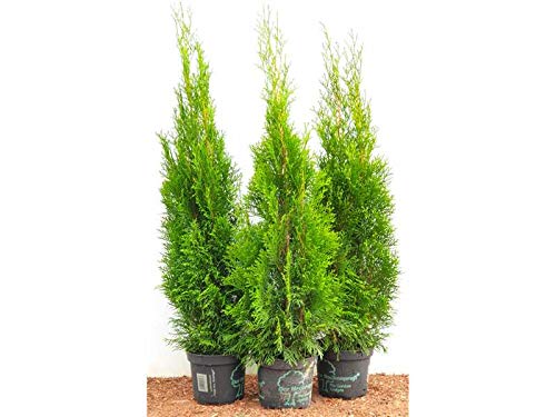 Edel Thuja Smaragd immergrüner Lebensbaum Heckenpflanze Zypresse im Topf gewachsen 80cm+ (10 Stück) von PlantaPro